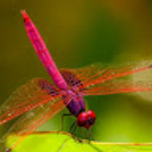 Meet your Posher, April